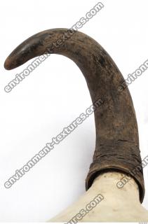 skull antler 0022